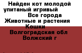 Найден кот,молодой упитаный игривый 12.03.2017 - Все города Животные и растения » Кошки   . Волгоградская обл.,Волжский г.